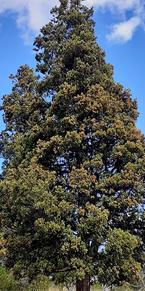 Austrocedrus-chilensis300x600